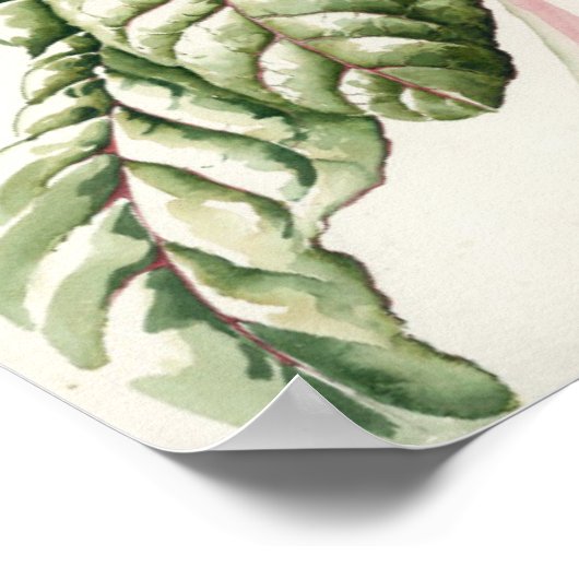 Rhubarb Chard Poster (Hoek)