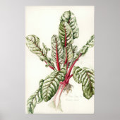 Rhubarb Chard Poster (Voorkant)