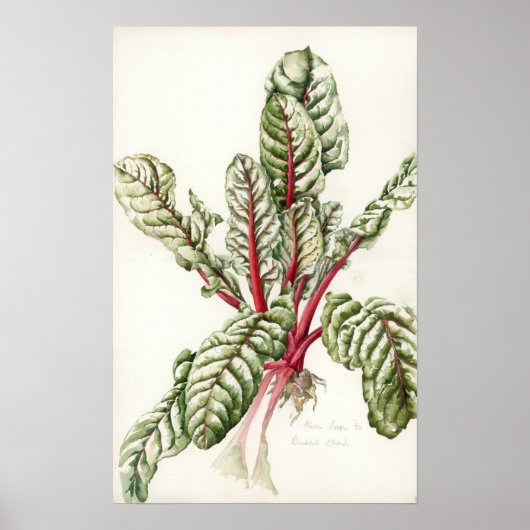 Rhubarb Chard Poster (Voorkant)