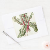 Rhubarb Chard Vierkante Sticker (Envelop)