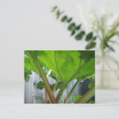 Rhubarb-kaart Briefkaart (Staand voorkant)