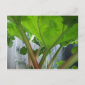Rhubarb-kaart Briefkaart (Voorkant)