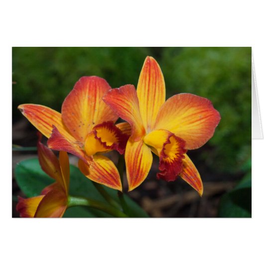 Rhyncattleanthe Love Tapestry (Voorkant Horizontaal)