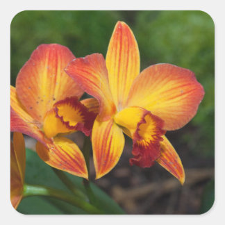 Rhyncattleanthe Love Tapestry Vierkante Sticker