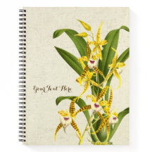 Rhynchostele cordata orchidee