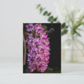 Rhynchostylis gigantea point orchid briefkaart (Staand voorkant)