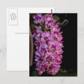 Rhynchostylis gigantea point orchid briefkaart (Voorkant / Achterkant)