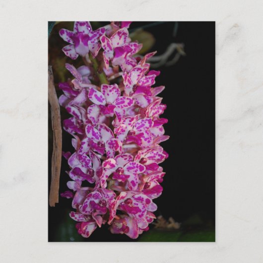 Rhynchostylis gigantea point orchid briefkaart (Voorkant)