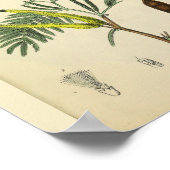 Rib Cage Sternum Anatomy Art Print (Hoek)