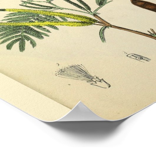 Rib Cage Sternum Anatomy Art Print (Hoek)