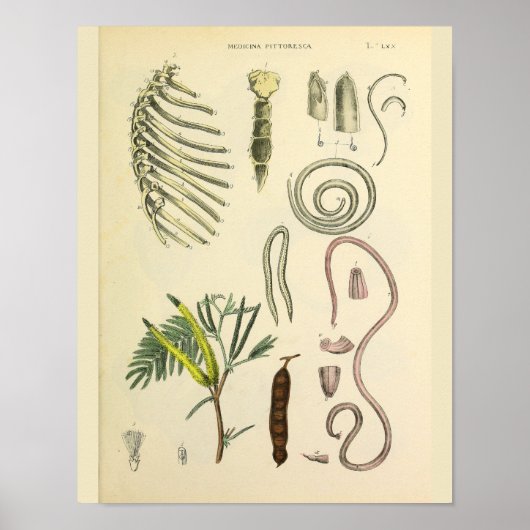 Rib Cage Sternum Anatomy Art Print (Voorkant)