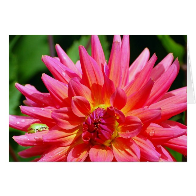 Ribbit (Voorkant Horizontaal)