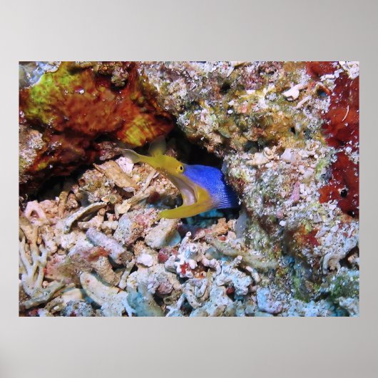 Ribbon Eel Poster (Voorkant)