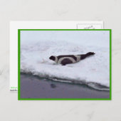 Ribbon Seal Briefkaart (Voorkant / Achterkant)