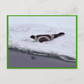 Ribbon Seal Briefkaart (Voorkant)