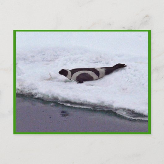 Ribbon Seal Briefkaart (Voorkant)