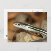 Ribbon Snake. Briefkaart (Voorkant / Achterkant)