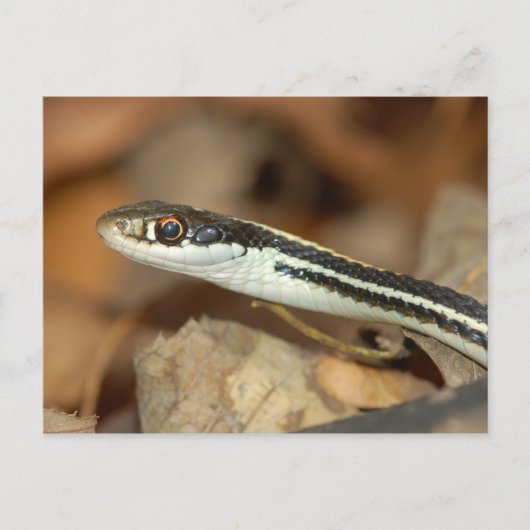 Ribbon Snake. Briefkaart (Voorkant)
