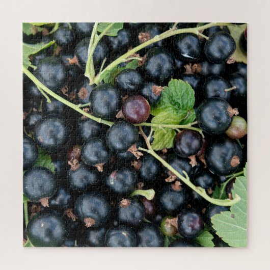 Ribes nigrum zwarte bessen oogst legpuzzel (Verticaal)