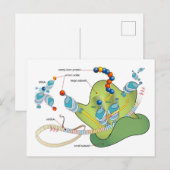 Ribosome mRNA tRNA molecules proteins Diagram  Briefkaart (Voorkant / Achterkant)