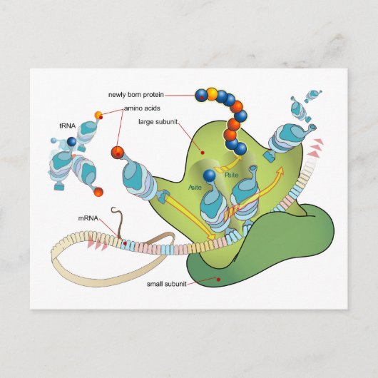 Ribosome mRNA tRNA molecules proteins Diagram  Briefkaart (Voorkant)