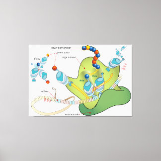 Ribosome mRNA tRNA molecules proteins Diagram  Canvas Afdruk