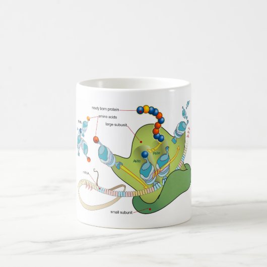 Ribosome mRNA tRNA molecules proteins Diagram  Koffiemok (Center)