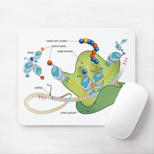 Ribosome mRNA tRNA molecules proteins Diagram  Muismat (Met muis)
