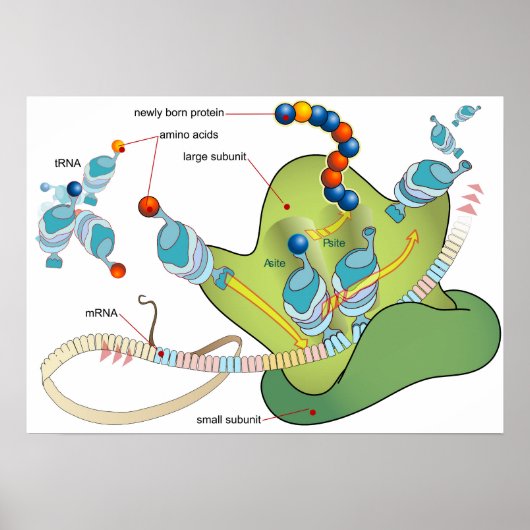 Ribosoom mRNA tRNA-moleculen eiwitten Diagram Poster (Voorkant)