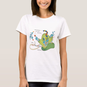 Ribosoom mRNA tRNA-moleculen eiwitten Diagram T-shirt