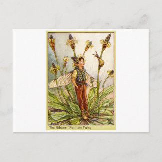 Ribwort Plaintain Fairy Briefkaart