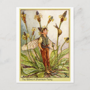 Ribwort Plaintain Fairy Briefkaart