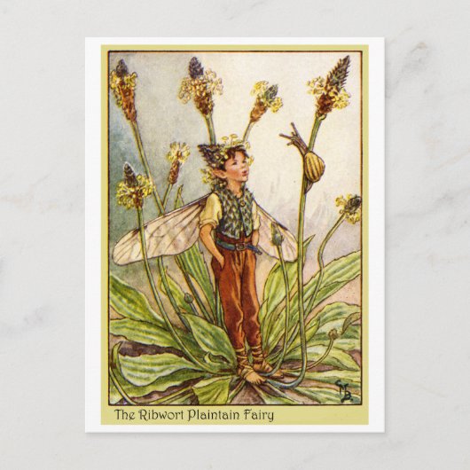 Ribwort Plaintain Fairy Briefkaart (Voorkant)