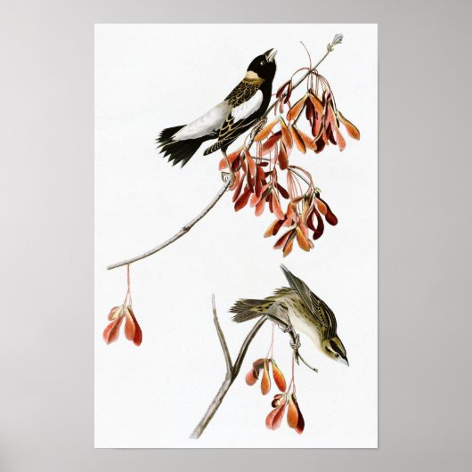 Rice Bird John James Audubon Birds of America Poster (Voorkant)