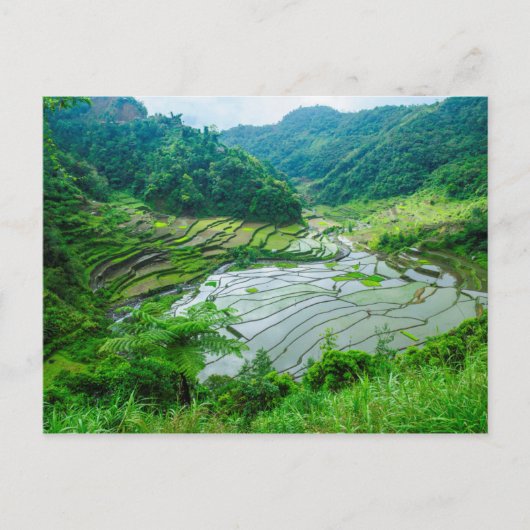 Rice terrace landschap, Filipijnen Briefkaart (Voorkant)