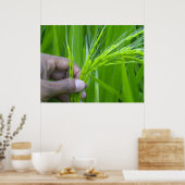 Ricefield close-up Poster (Keuken)