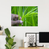 Ricefield close-up Poster (Thuiskantoor)