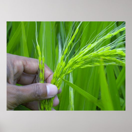 Ricefield close-up Poster (Voorkant)