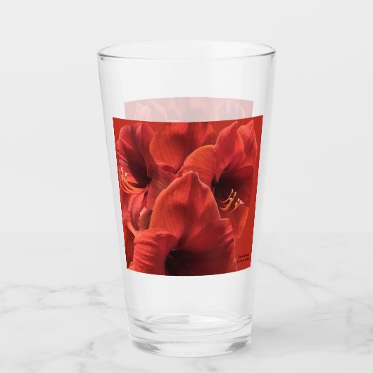 Rich Earth Ruby Red Amaryllis Foto Glas (Voorkant)