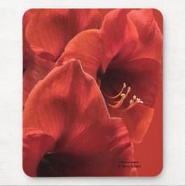 Rich Earthy Ruby Red Amaryllis Composite Foto Muismat