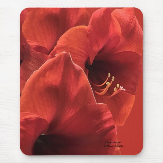 Rich Earthy Ruby Red Amaryllis Composite Foto Muismat (Voorkant)