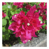 Rich Red Bougainvillea Poster (Voorkant)