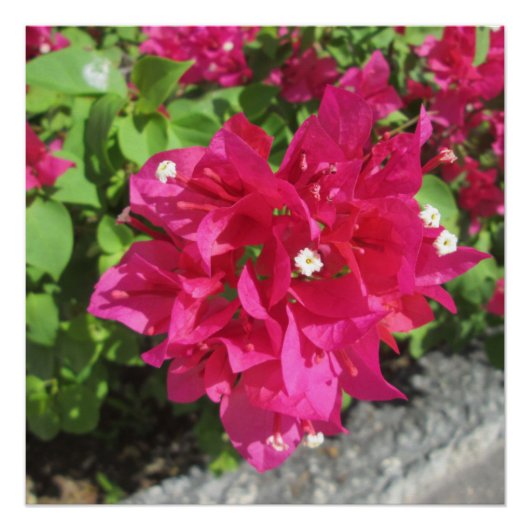 Rich Red Bougainvillea Poster (Voorkant)