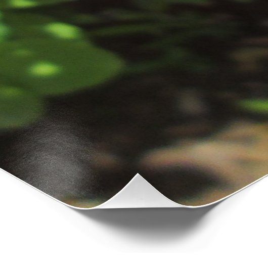 Rich Red Bougainvillea Poster (Hoek)