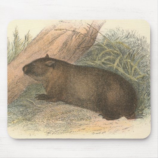Richard Lydekker - Tasmanian Wombat Muismat (Voorkant)