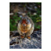 Richardson Ground Squirrel Foto Afdruk (Voorkant)