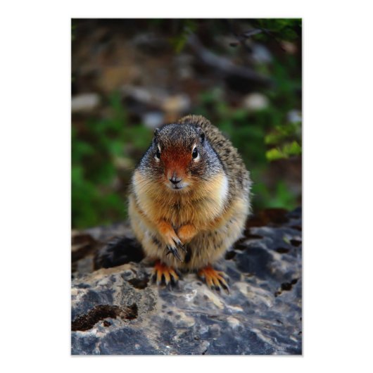 Richardson Ground Squirrel Foto Afdruk (Voorkant)