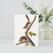 Richardson's Columbian Squirrel Illustratie Briefkaart (Staand voorkant)