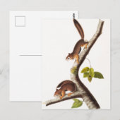 Richardson's Columbian Squirrel Illustratie Briefkaart (Voorkant / Achterkant)