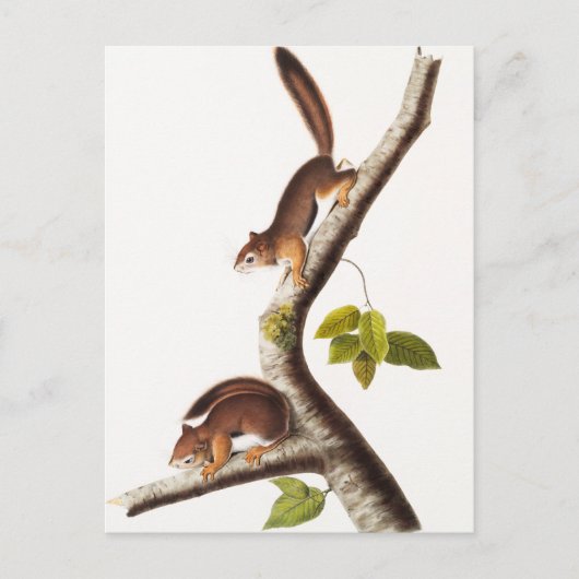 Richardson's Columbian Squirrel Illustratie Briefkaart (Voorkant)